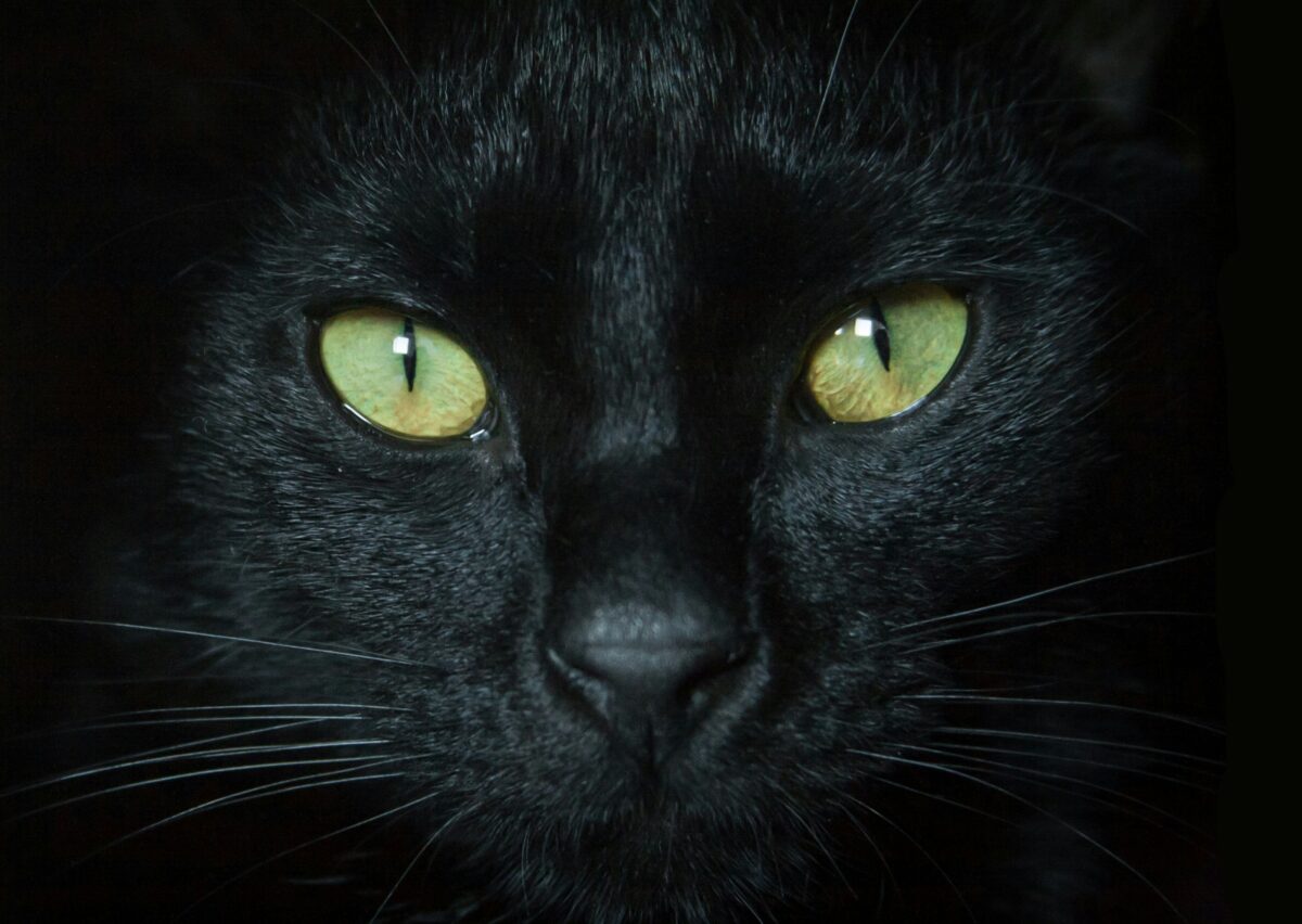 Black cat names
