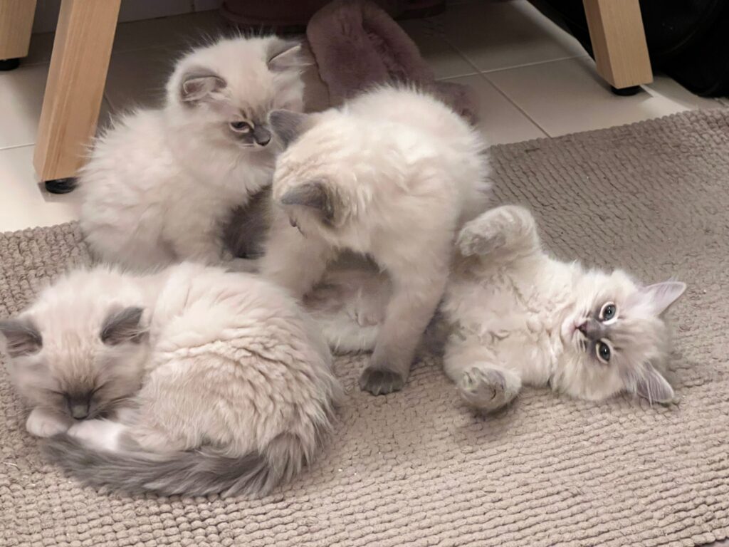 Ragdoll kitten names