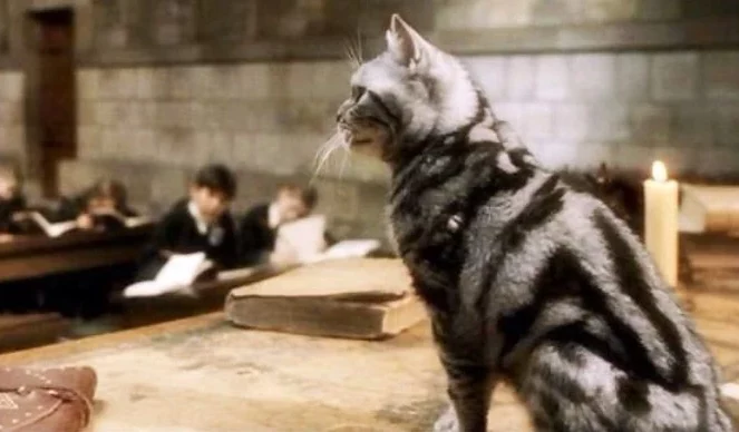 Professor-McGonagall as cat
