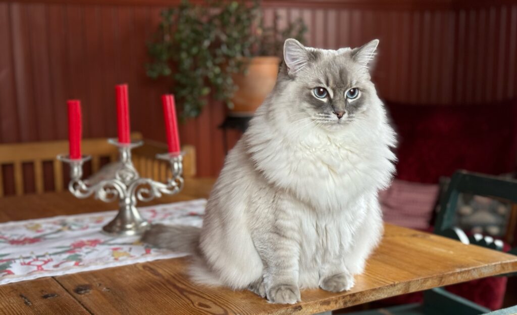 Royal cat names