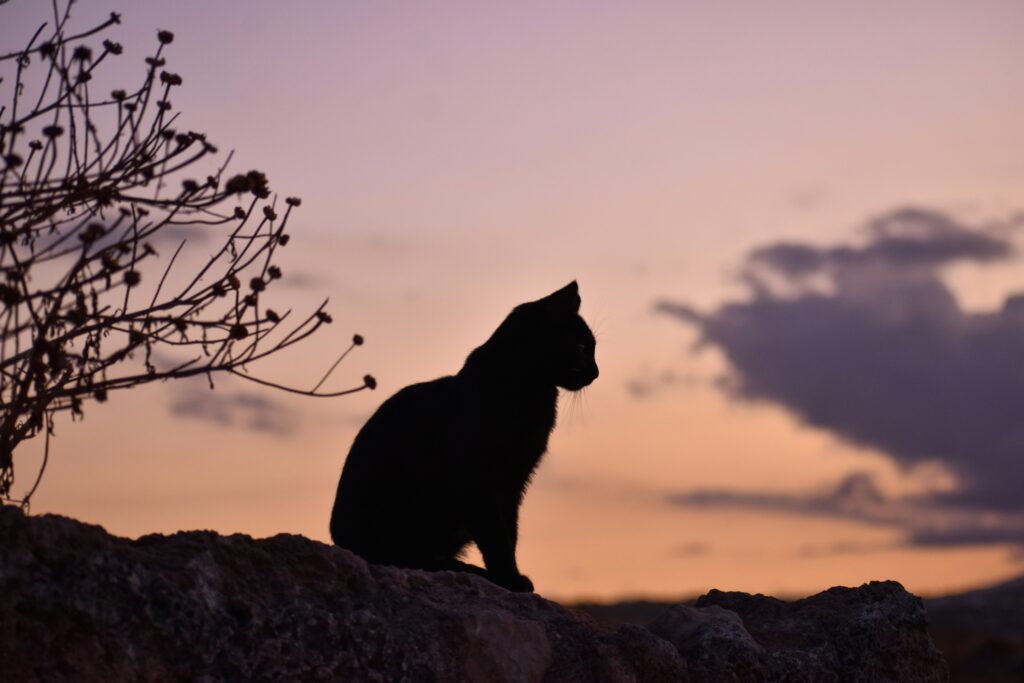 mystical cat names