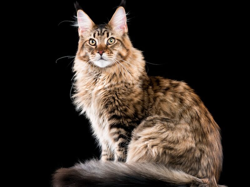 Maine Coon cat names