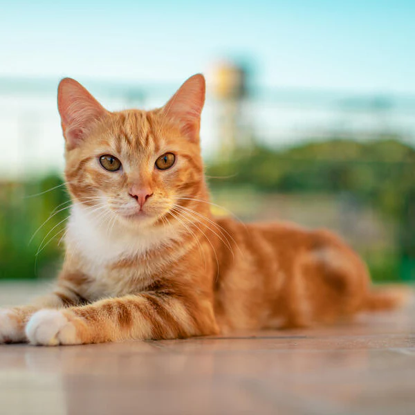 ginger cat